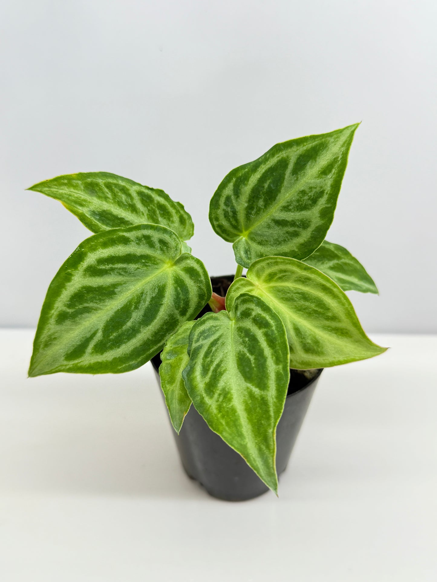 Anthurium crystallinium 'Dorayaki Hybrid Mini' - Best Pick of the Crop!