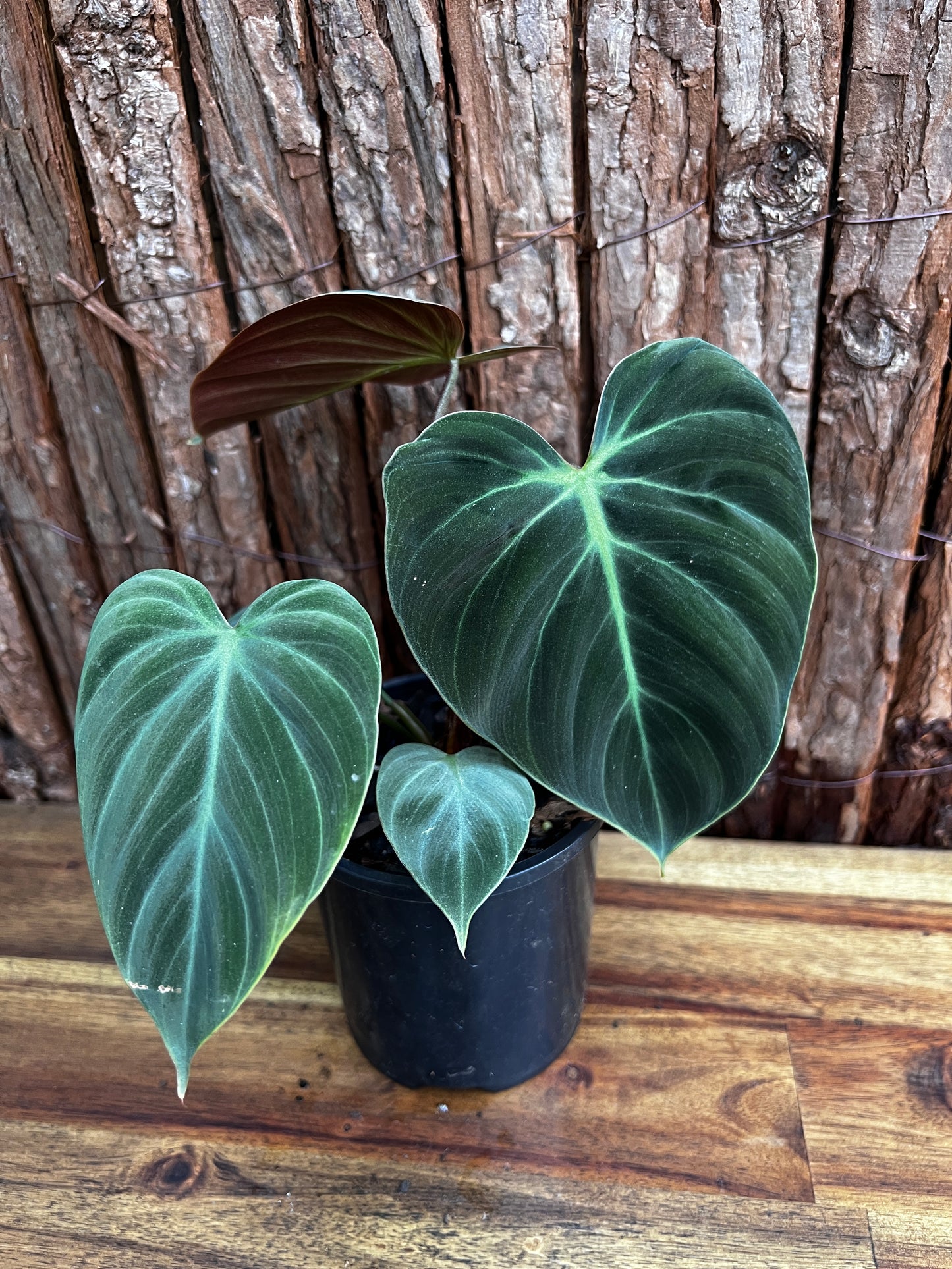 Philodendron - El Choco Red B31