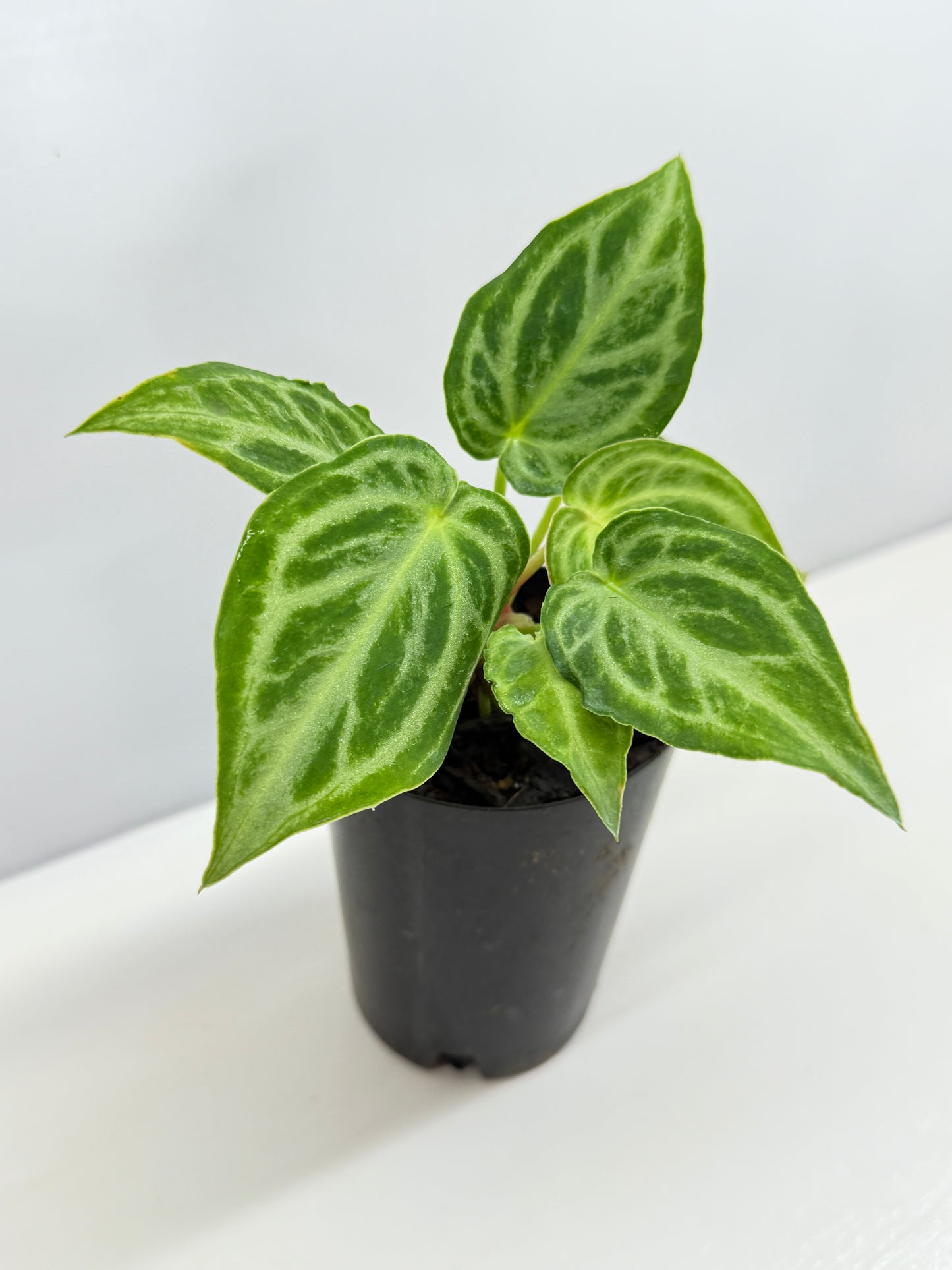 Anthurium crystallinium 'Dorayaki Hybrid Mini' - Best Pick of the Crop!