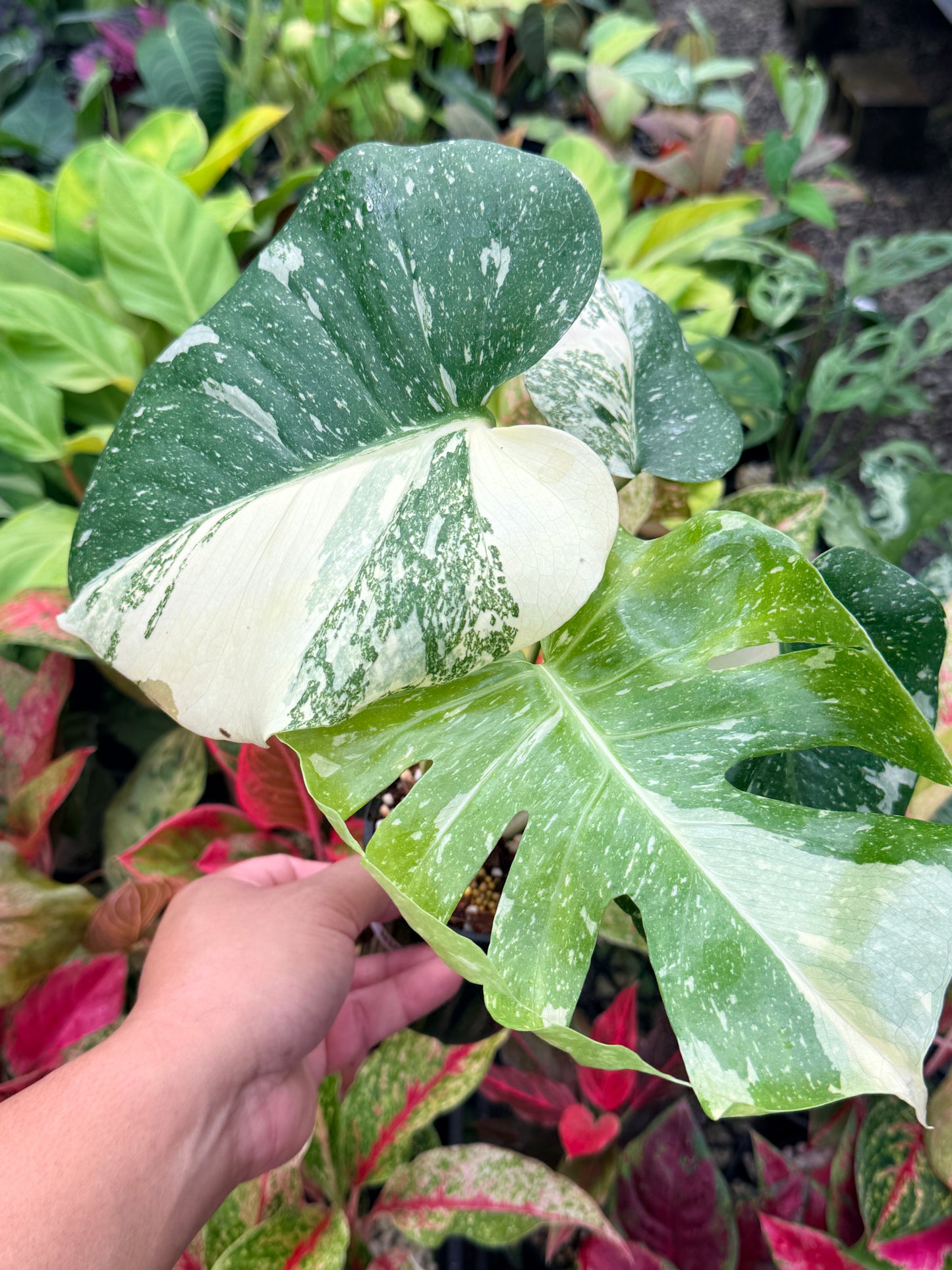 Monstera Thai Constellation - Great Variegation N35