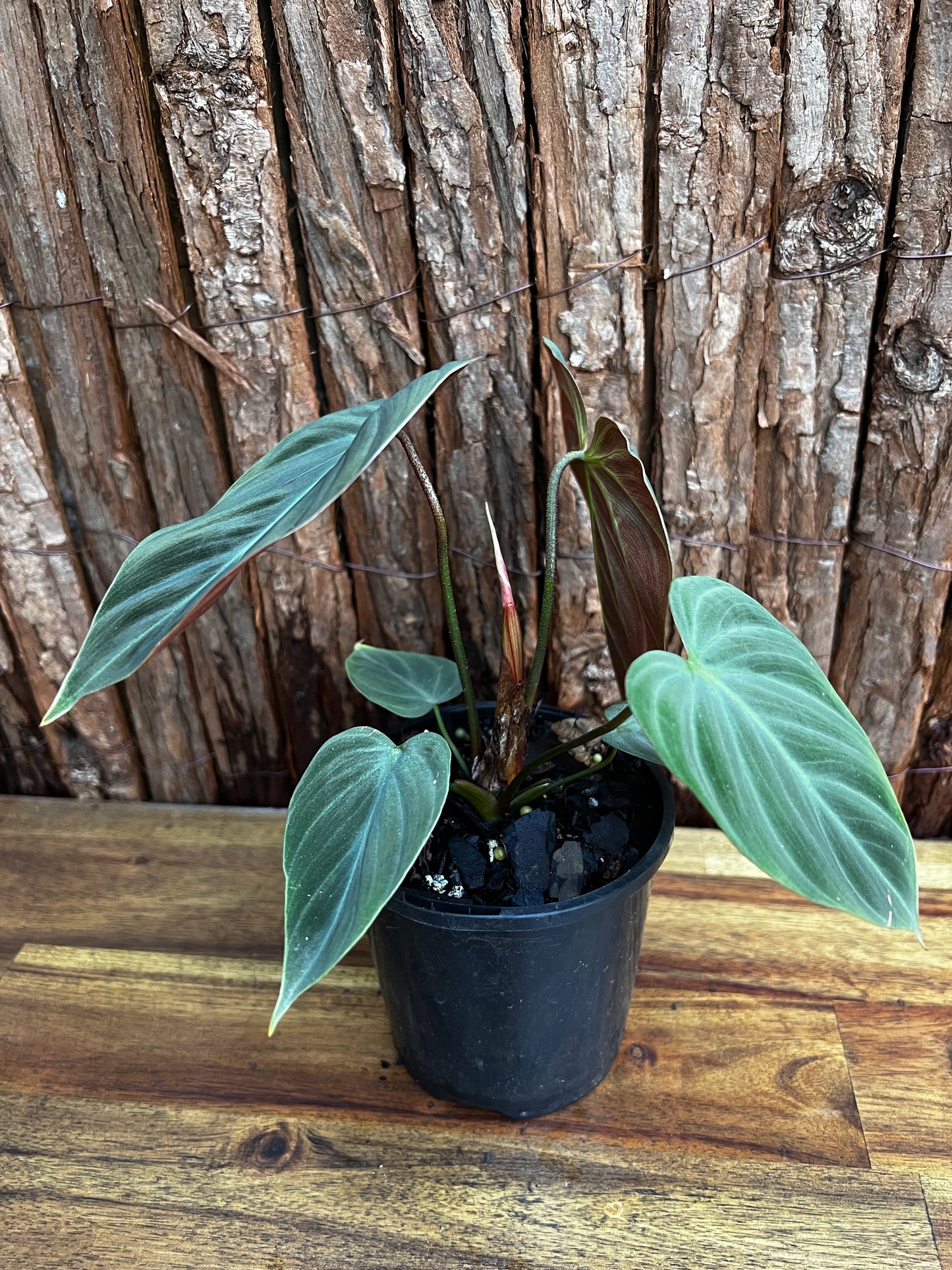 Philodendron - El Choco Red B31