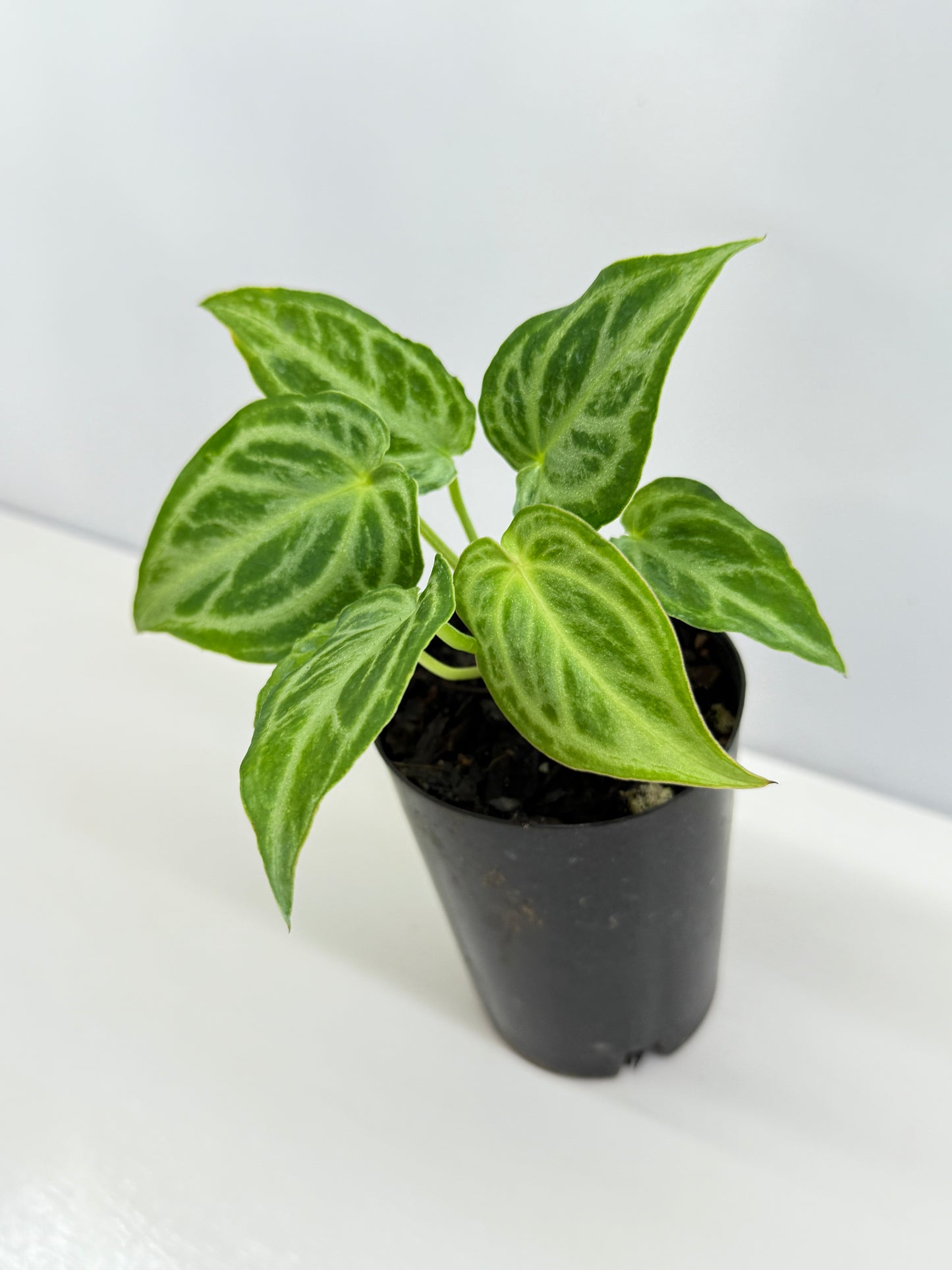 Anthurium crystallinium 'Dorayaki Hybrid Mini' - Best Pick of the Crop!