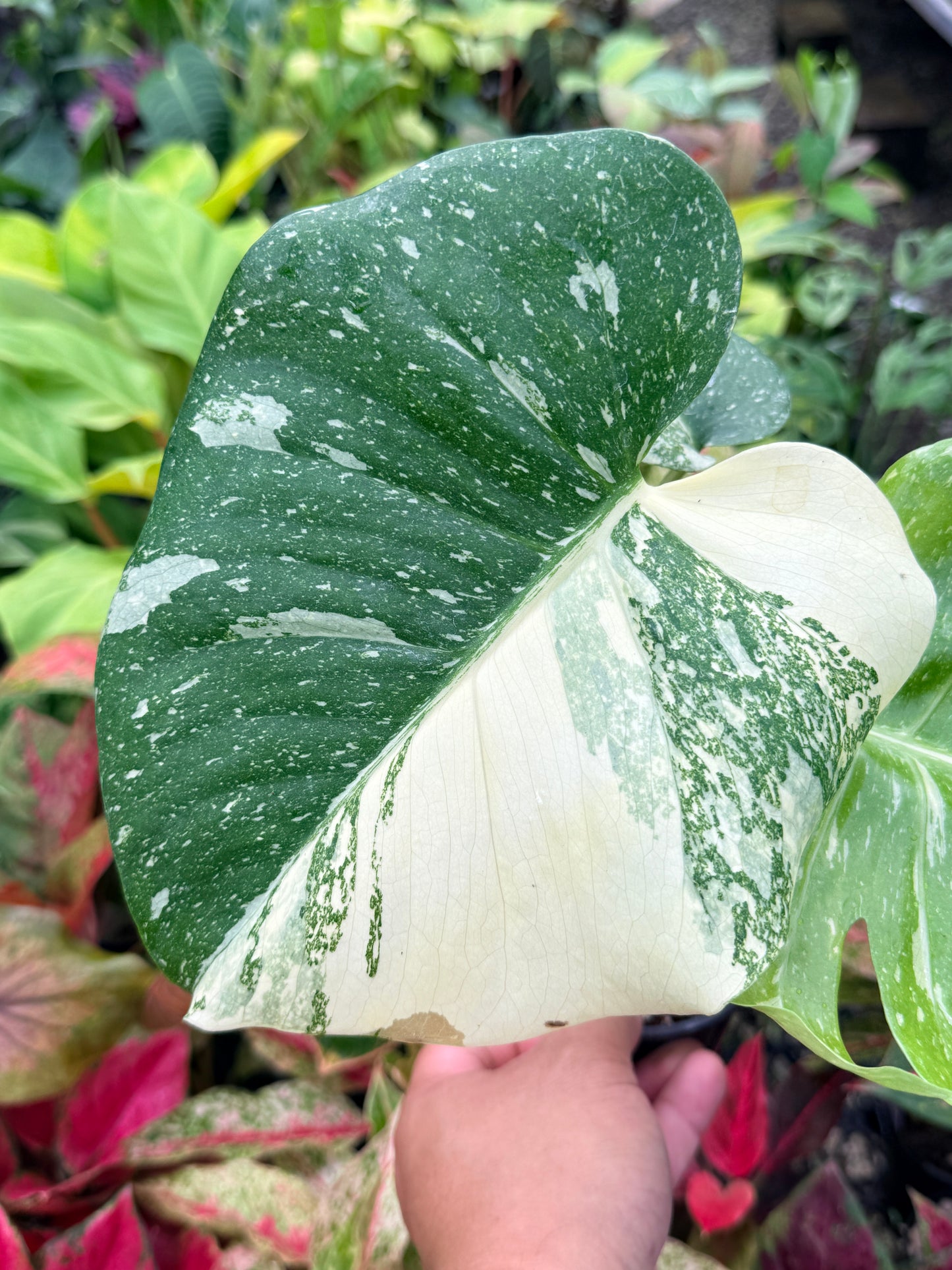 Monstera Thai Constellation - Great Variegation N35