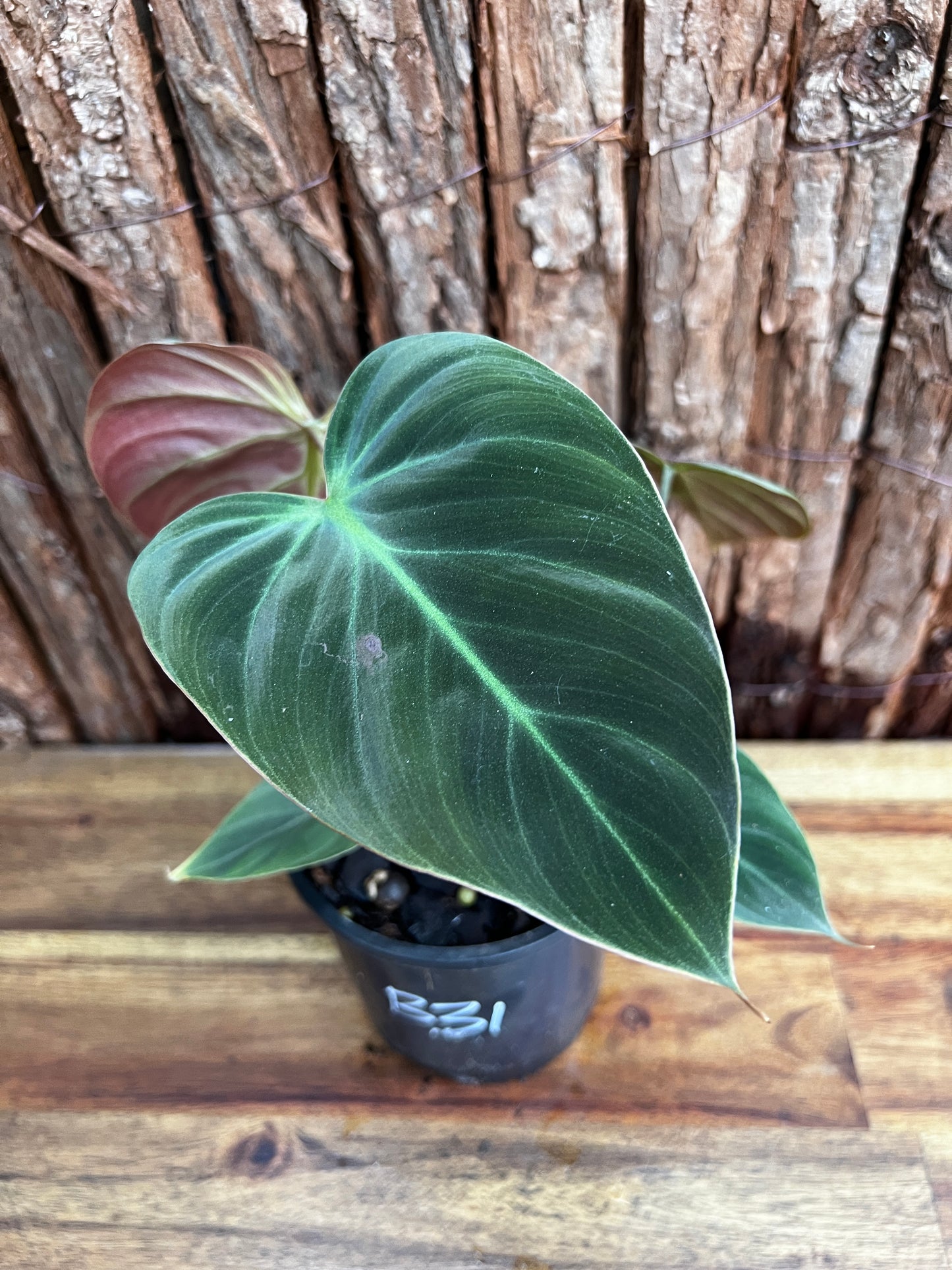 Philodendron - El Choco Red B31