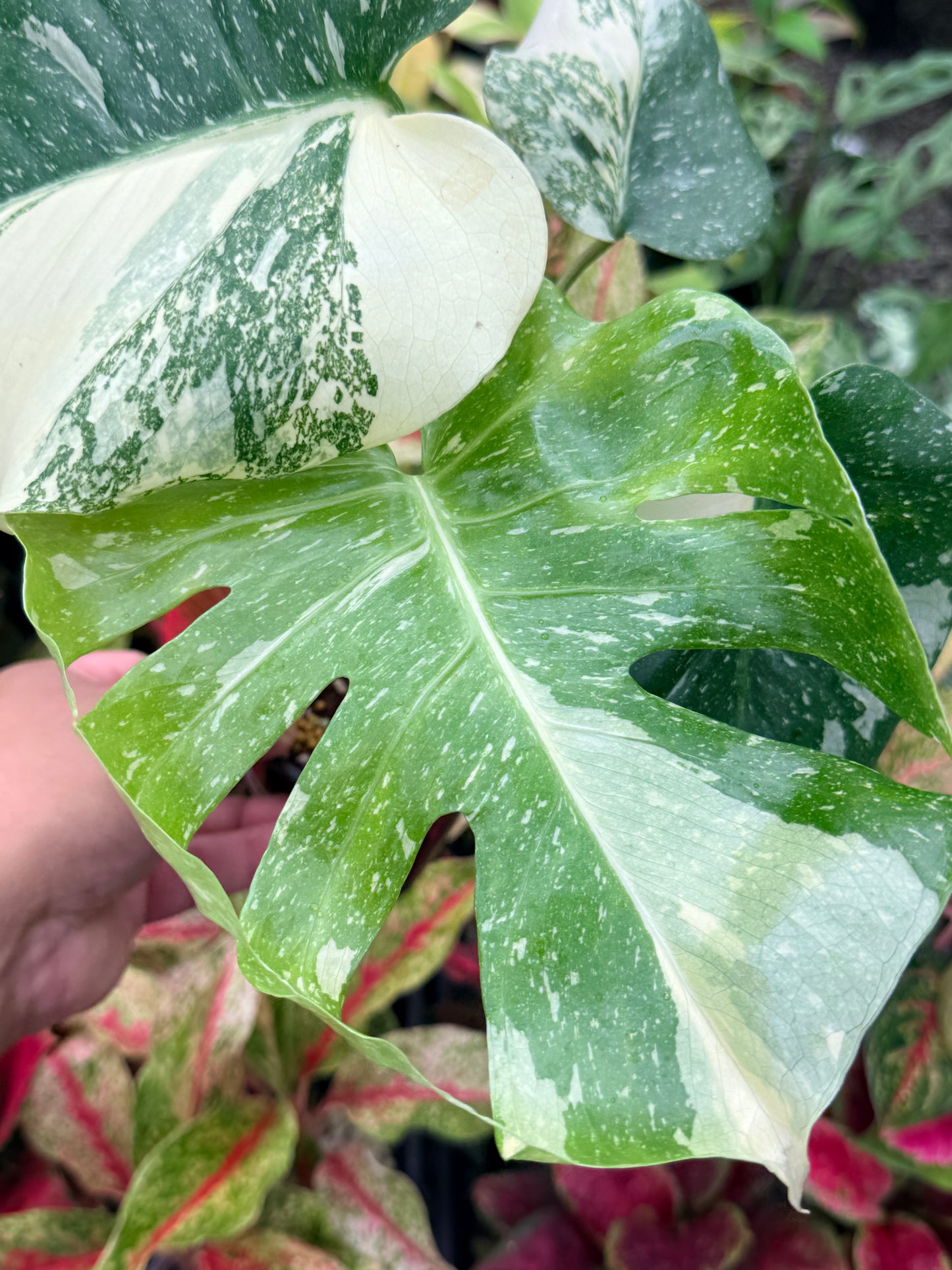 Monstera Thai Constellation - Great Variegation N35