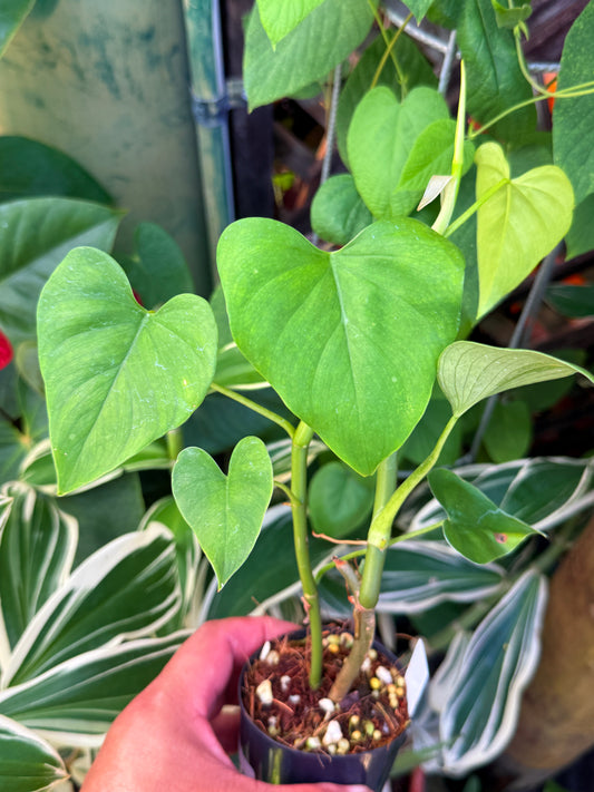 Philodendron 'Jacquinii' S8