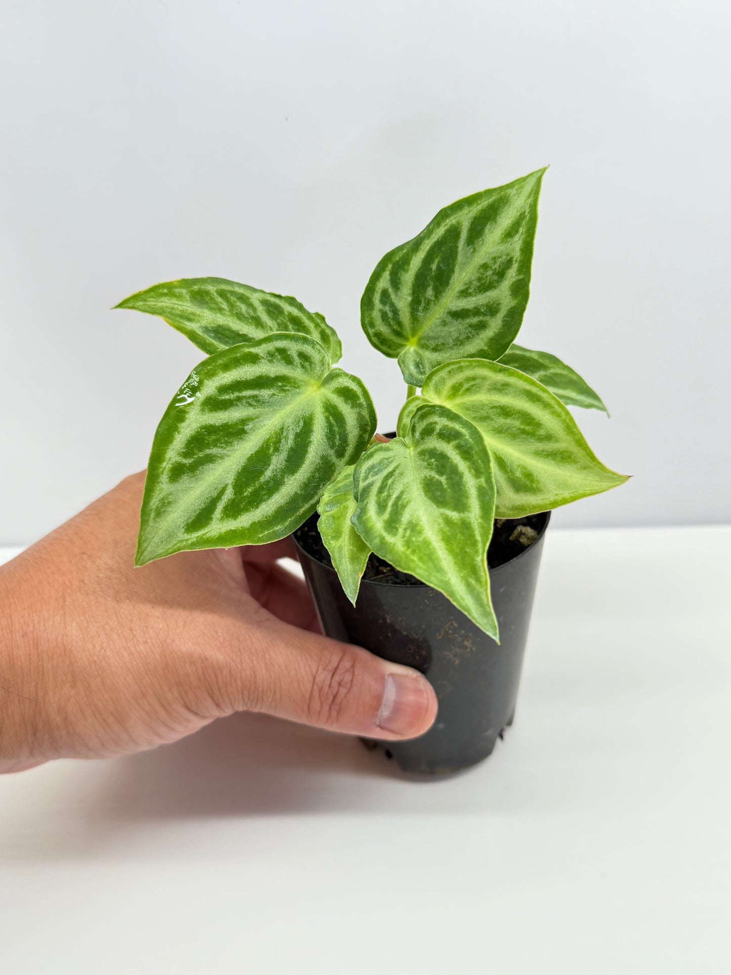 Anthurium crystallinium 'Dorayaki Hybrid Mini' - Best Pick of the Crop!