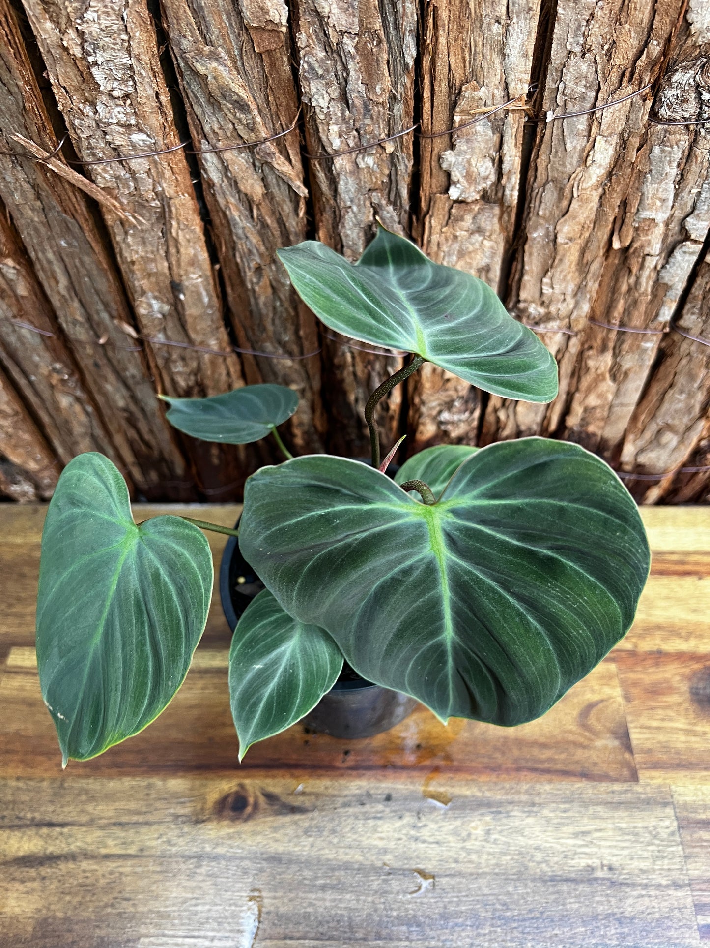 Philodendron - El Choco Red B31