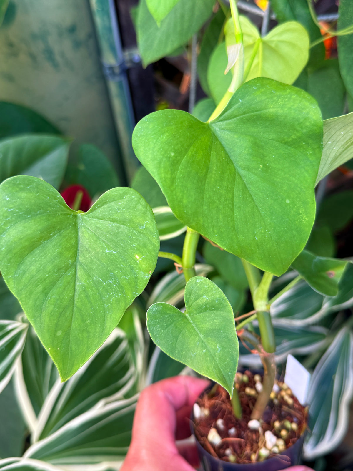 Philodendron 'Jacquinii' S8
