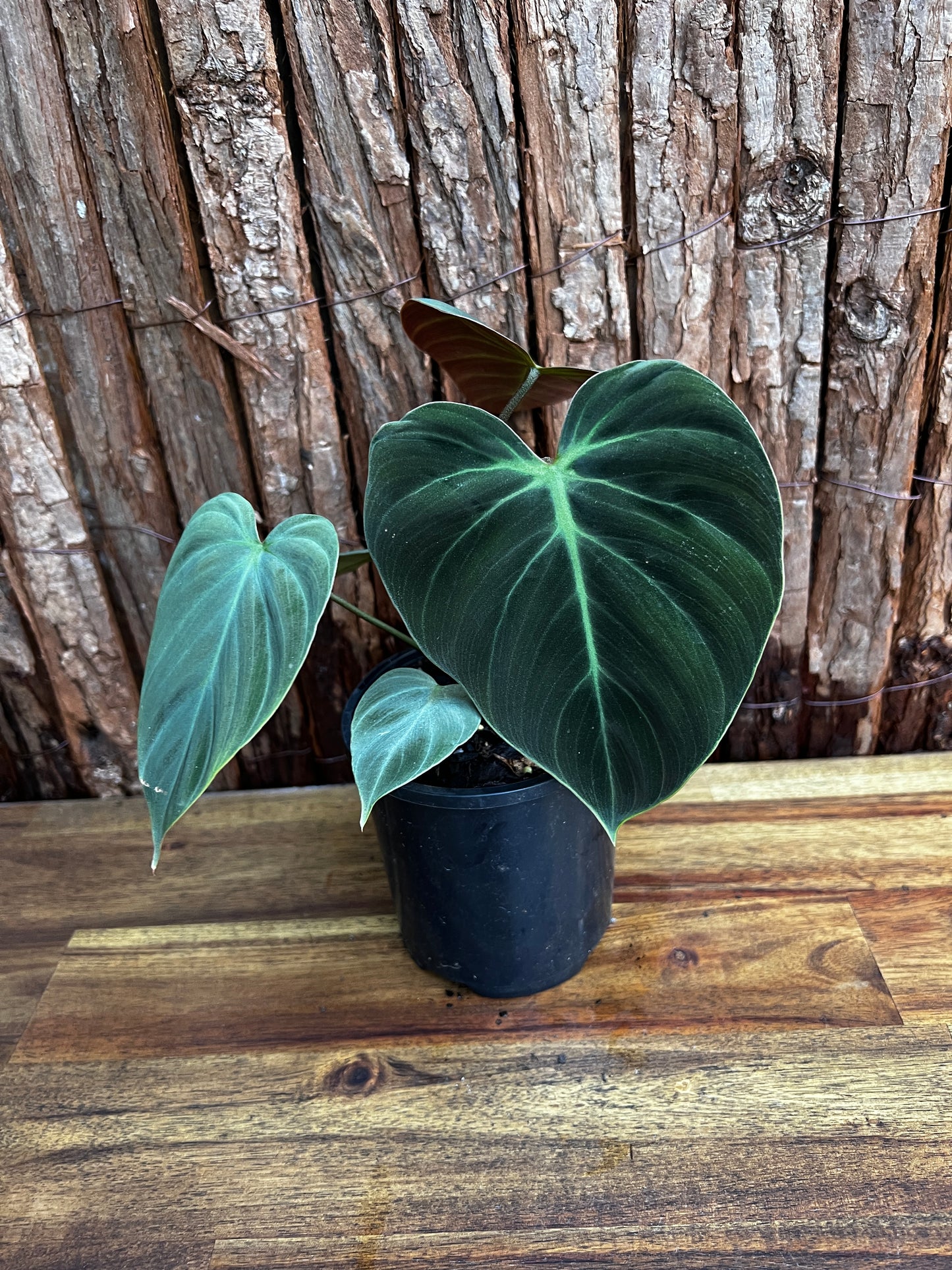 Philodendron - El Choco Red B31