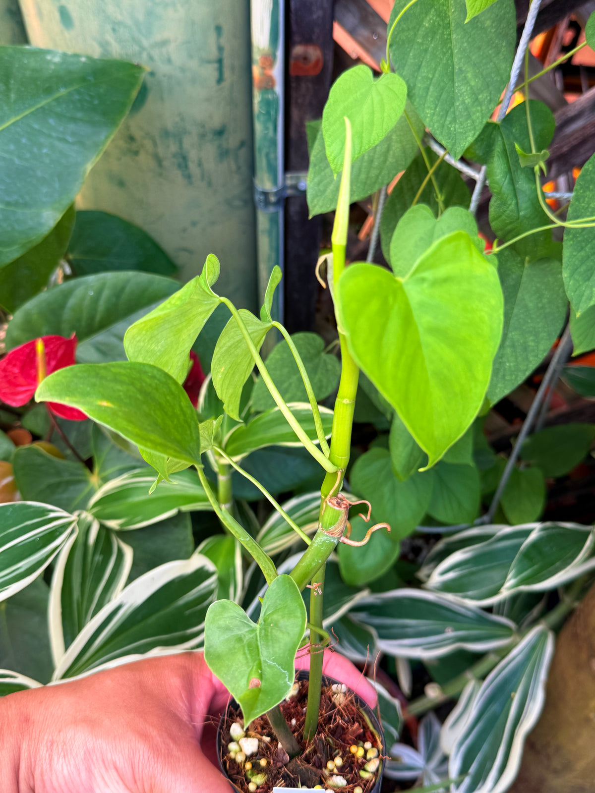 Philodendron 'Jacquinii' S8