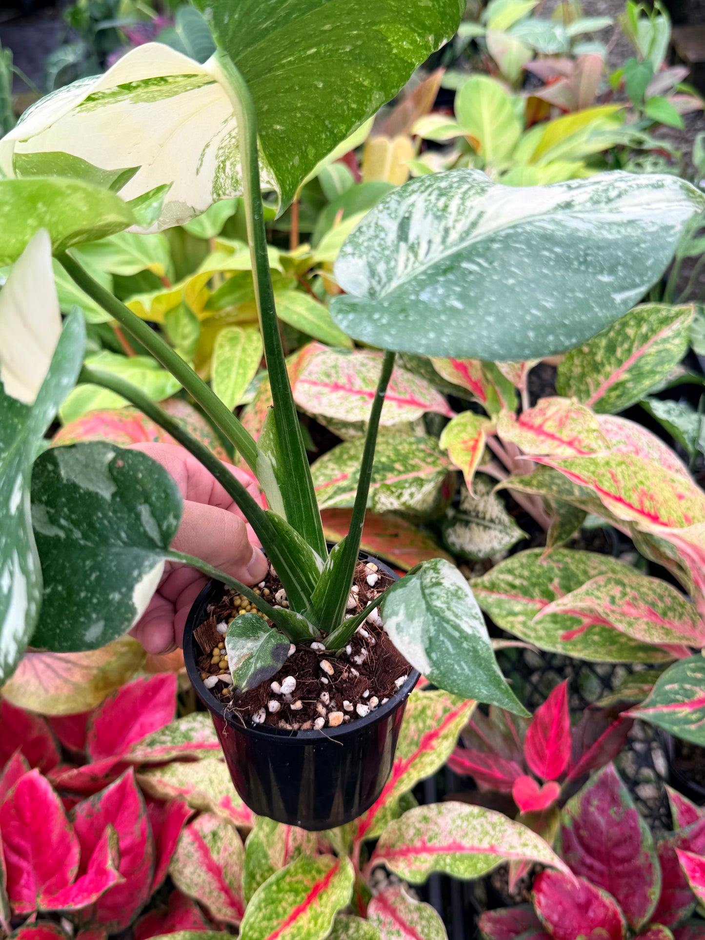 Monstera Thai Constellation - Great Variegation N35