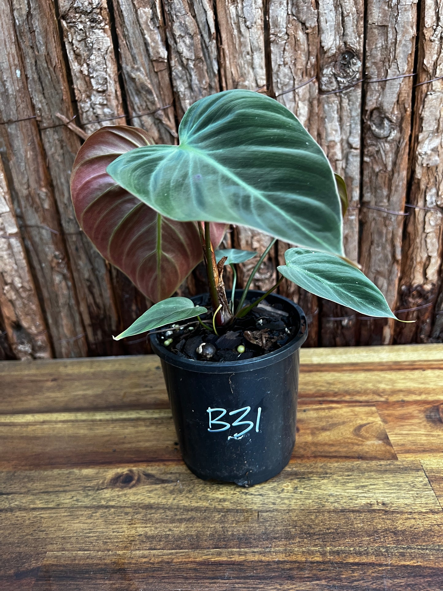 Philodendron - El Choco Red B31