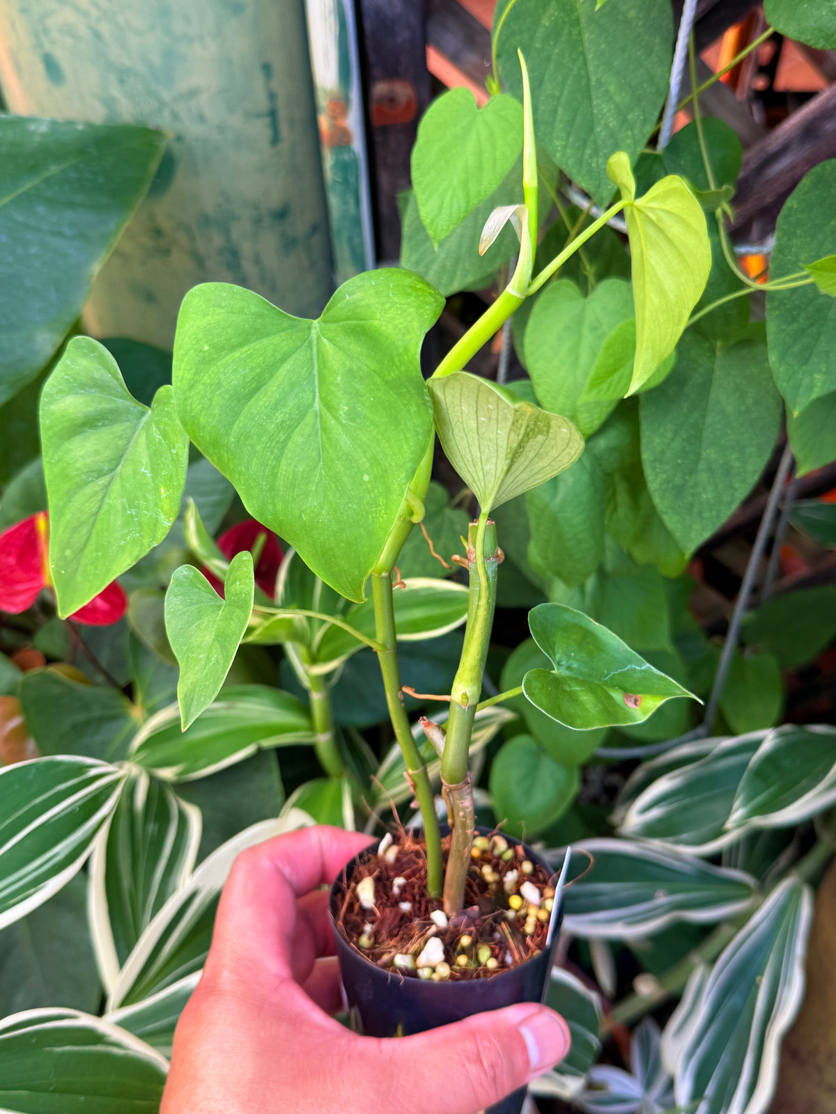 Philodendron 'Jacquinii' S8