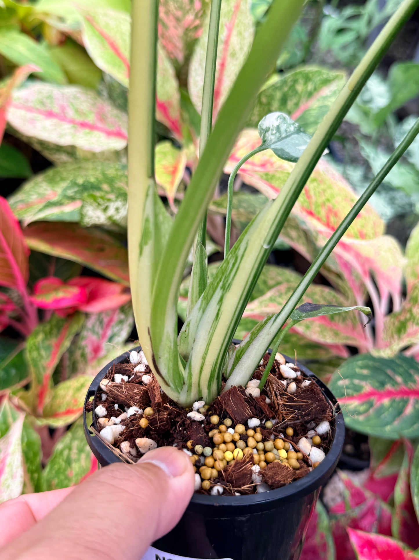 Monstera Thai Constellation - Great Variegation N35