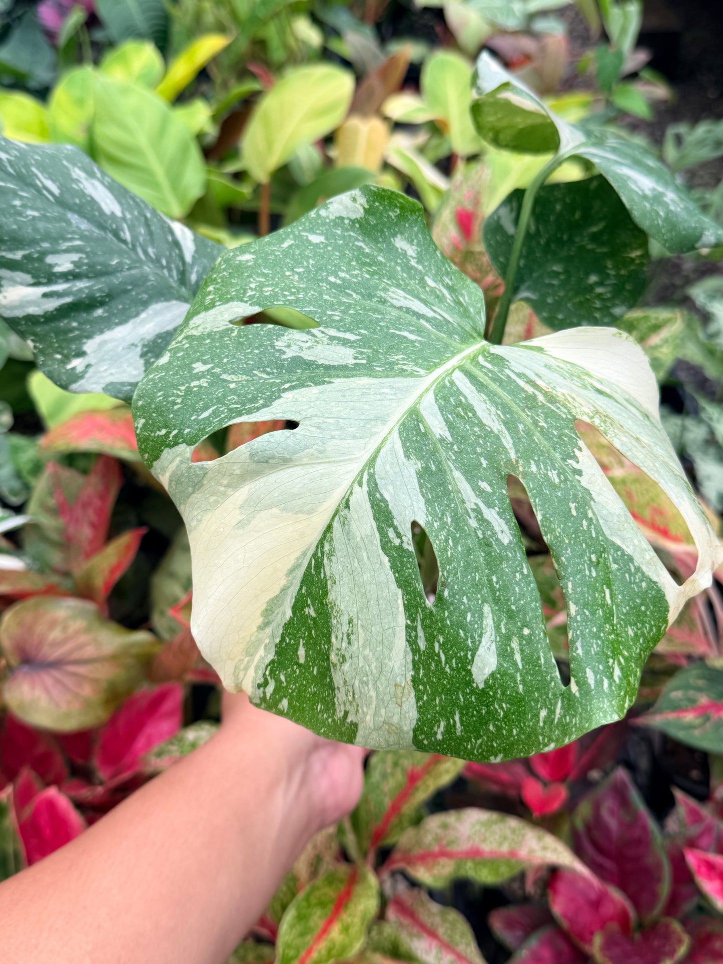 Monstera Thai Constellation U78