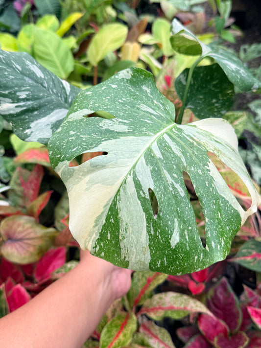 Monstera Thai Constellation U78