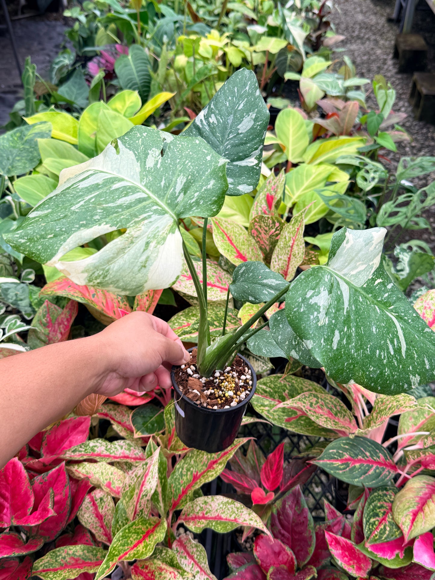 Monstera Thai Constellation U78
