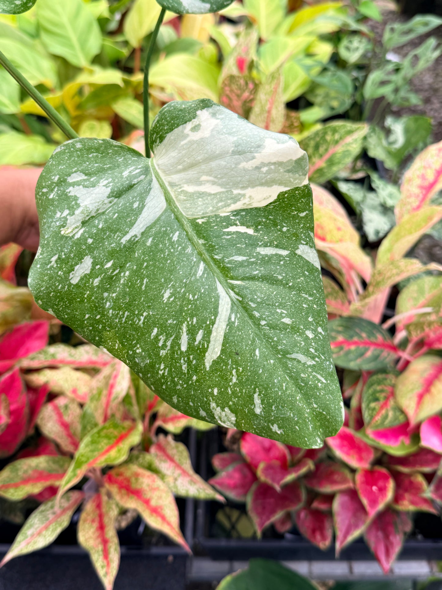 Monstera Thai Constellation U78