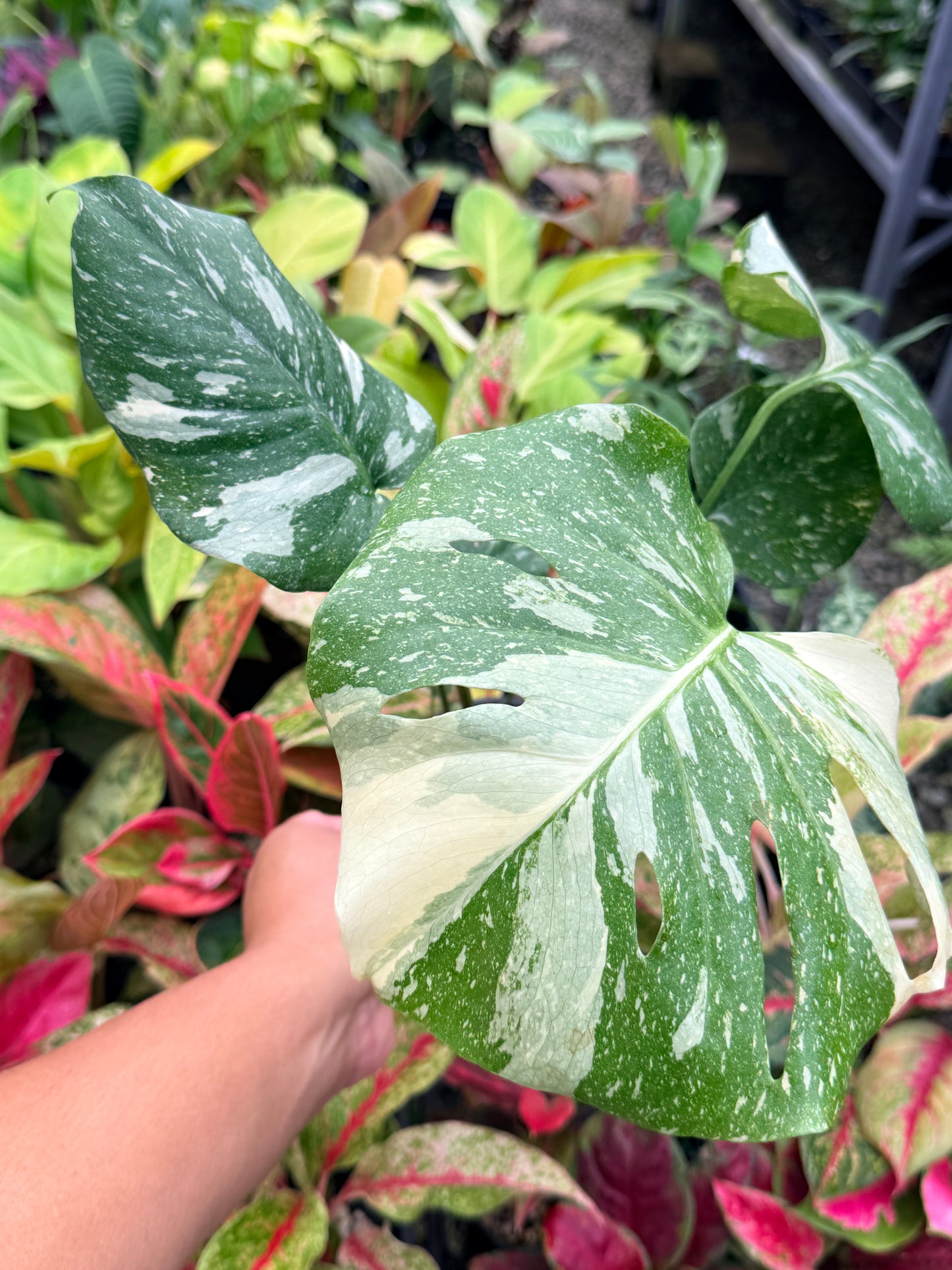 Monstera Thai Constellation U78