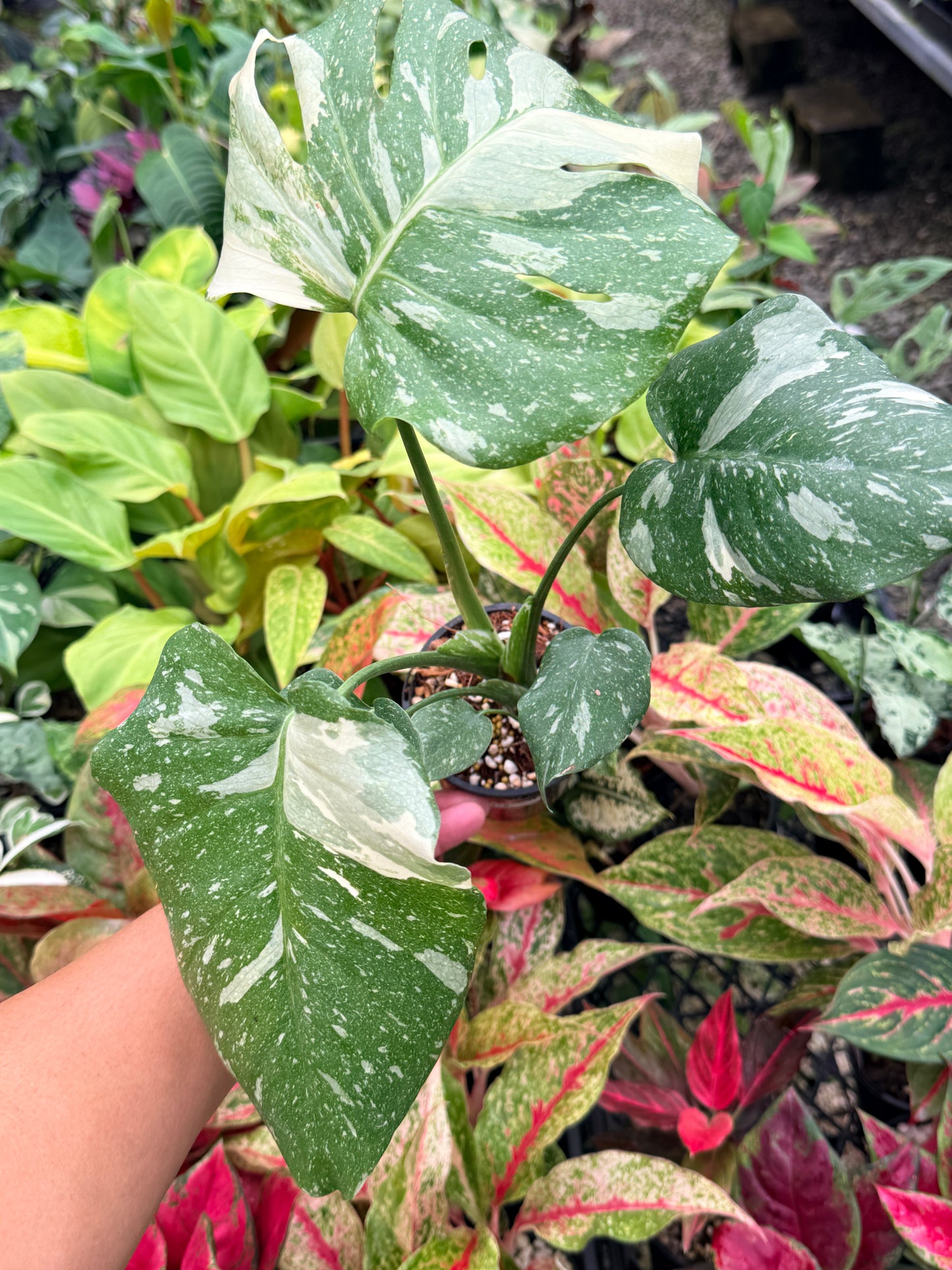 Monstera Thai Constellation U78