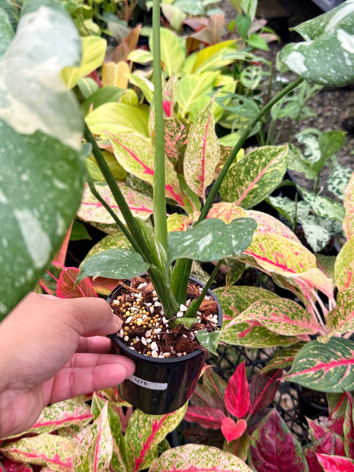 Monstera Thai Constellation U78