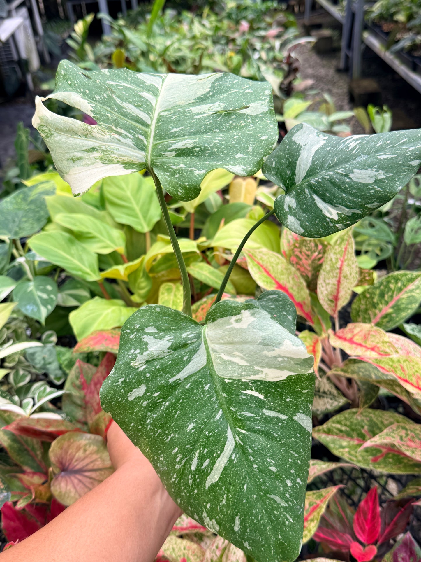 Monstera Thai Constellation U78