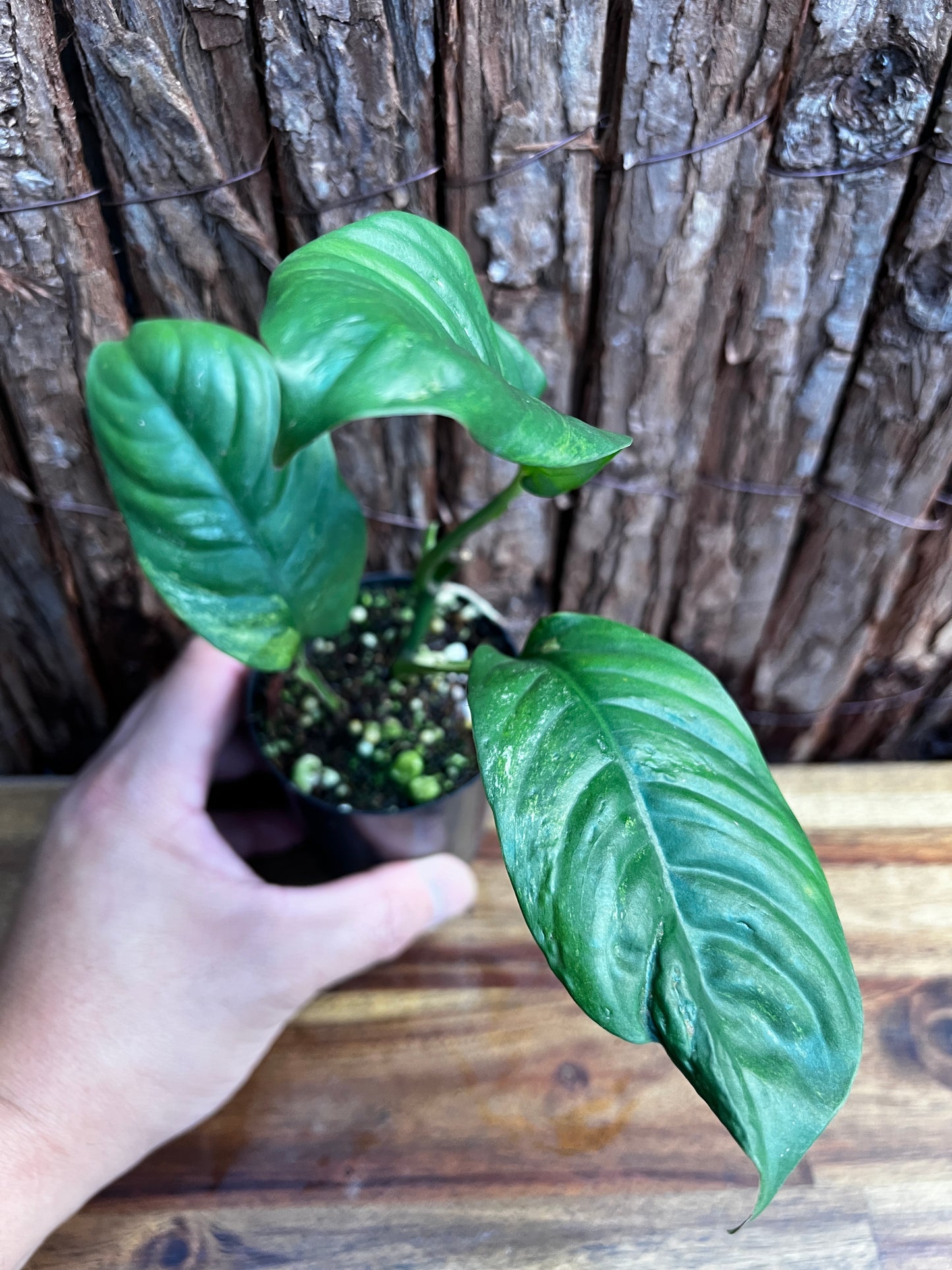 Rhaphidophora 'Puberula Variegata' B33