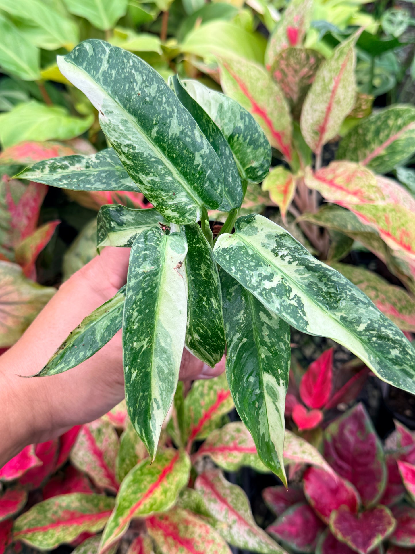 Philodendron 'Jose Buono Variegated' N30