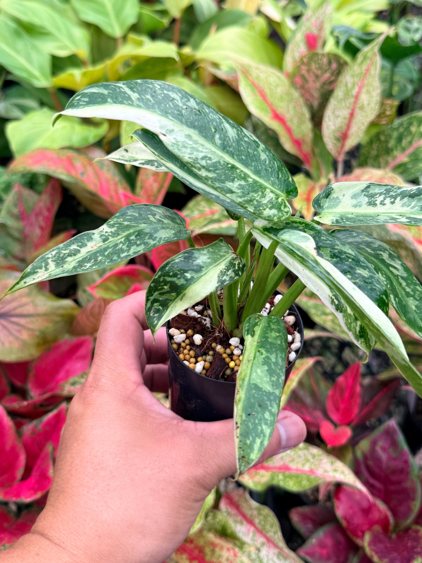 Philodendron 'Jose Buono Variegated' N30