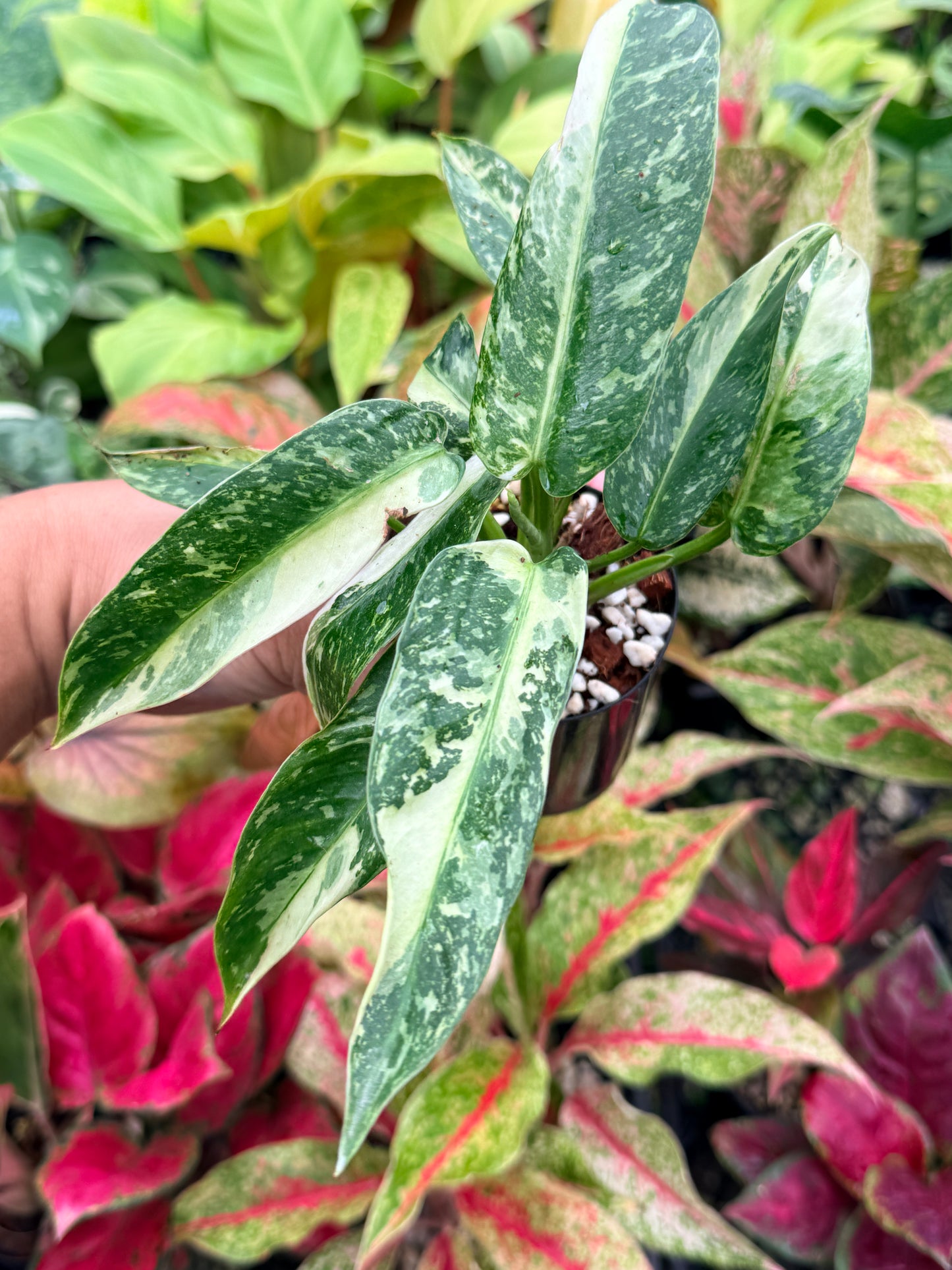 Philodendron 'Jose Buono Variegated' N30