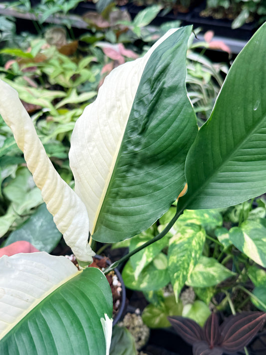 Spathiphyllum 'Variegated Peace Lily' N47