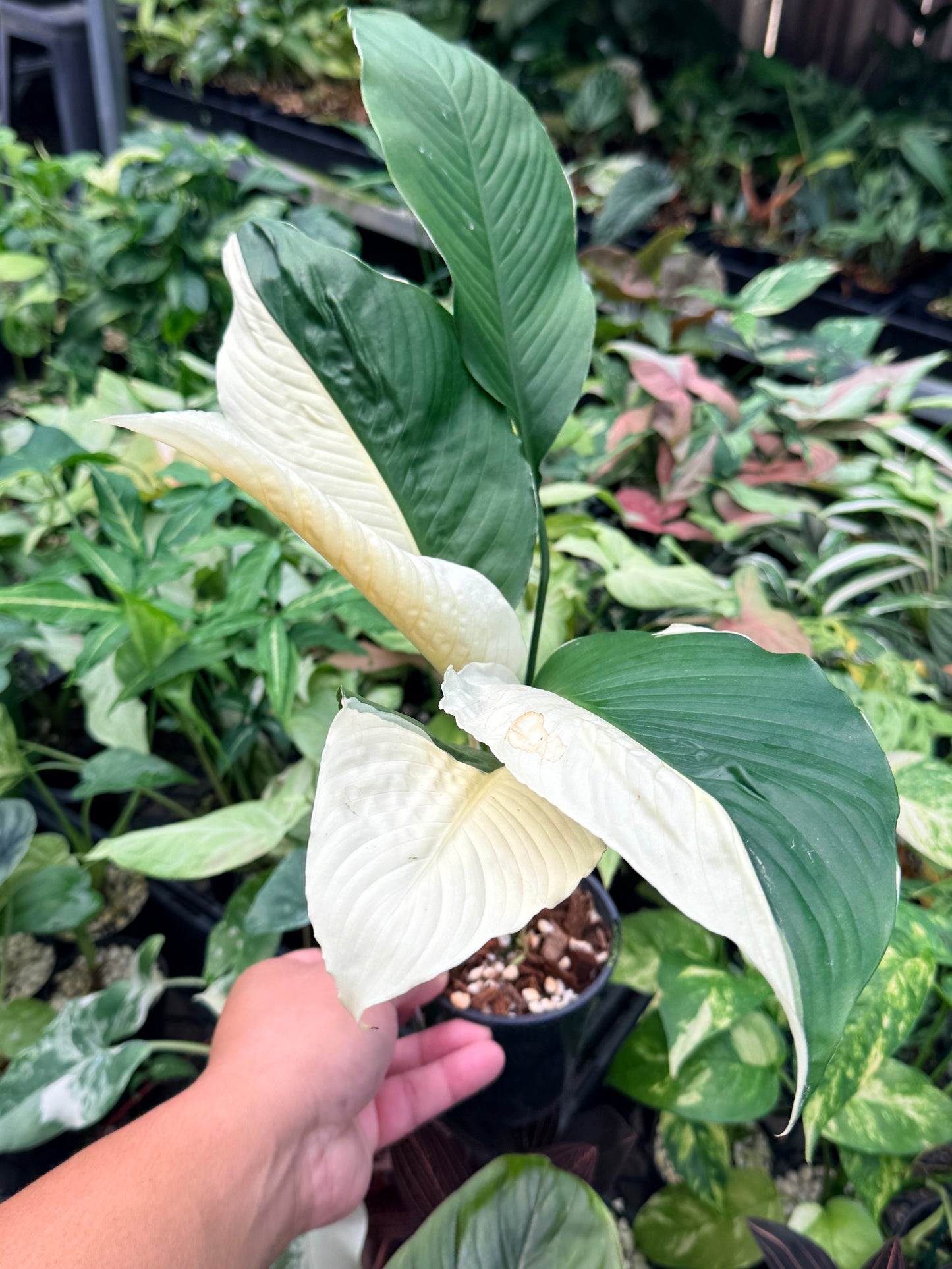 Spathiphyllum 'Variegated Peace Lily' N47