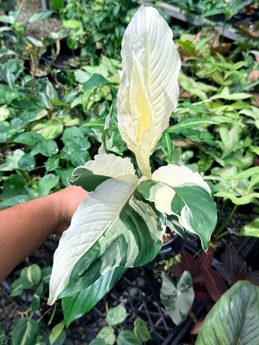 Spathiphyllum 'Variegated Peace Lily' N48