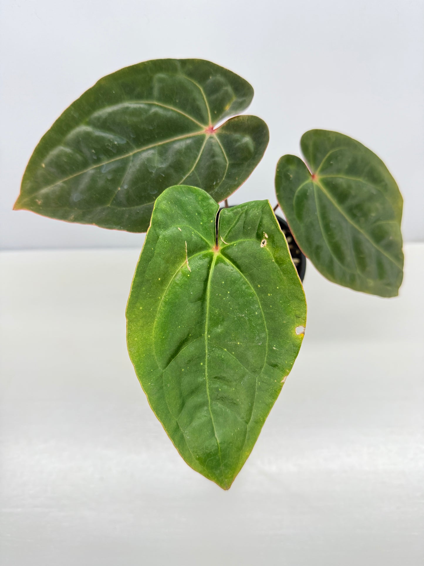 Anthurium hoffmannii Red Sinus aka Blood Moon - Rarely Offered B54