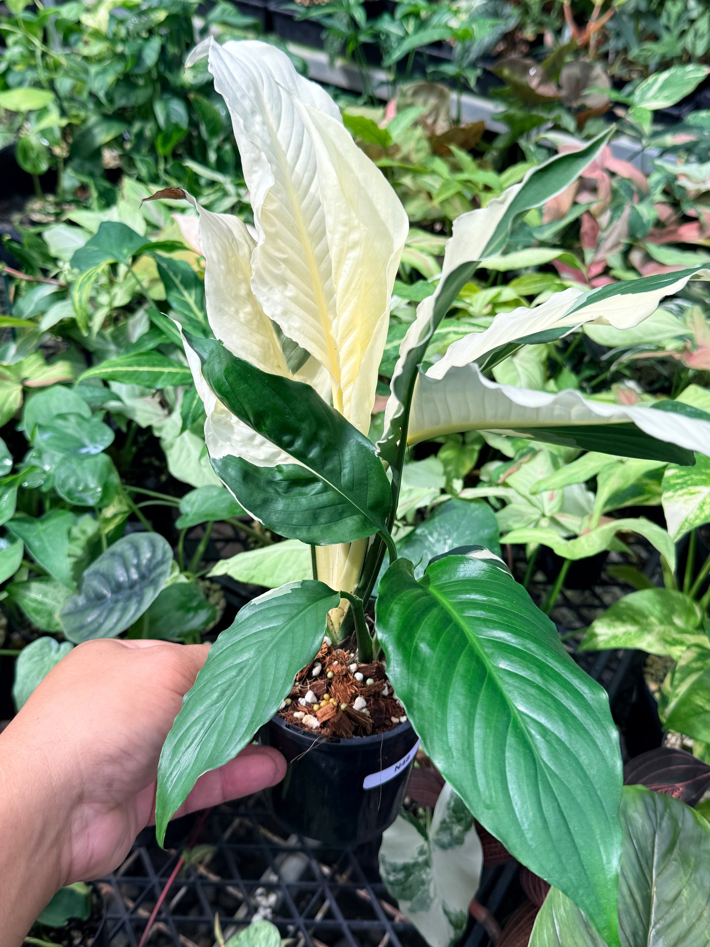 Spathiphyllum 'Variegated Peace Lily' N48