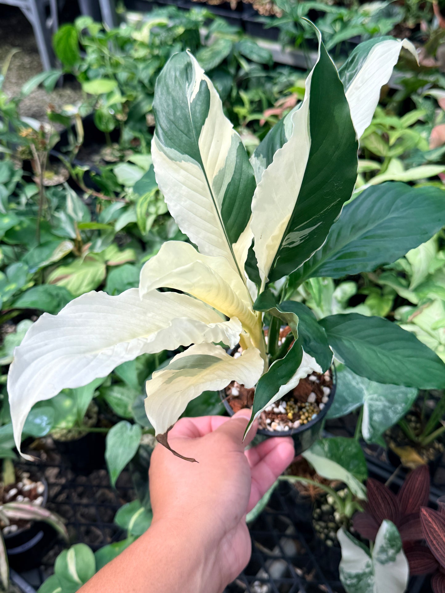 Spathiphyllum 'Variegated Peace Lily' N48