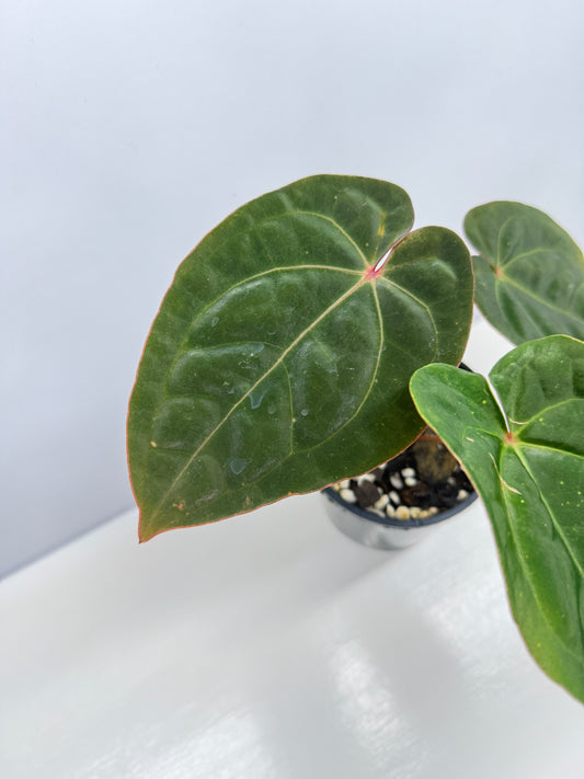 Anthurium hoffmannii Red Sinus aka Blood Moon - Rarely Offered B54