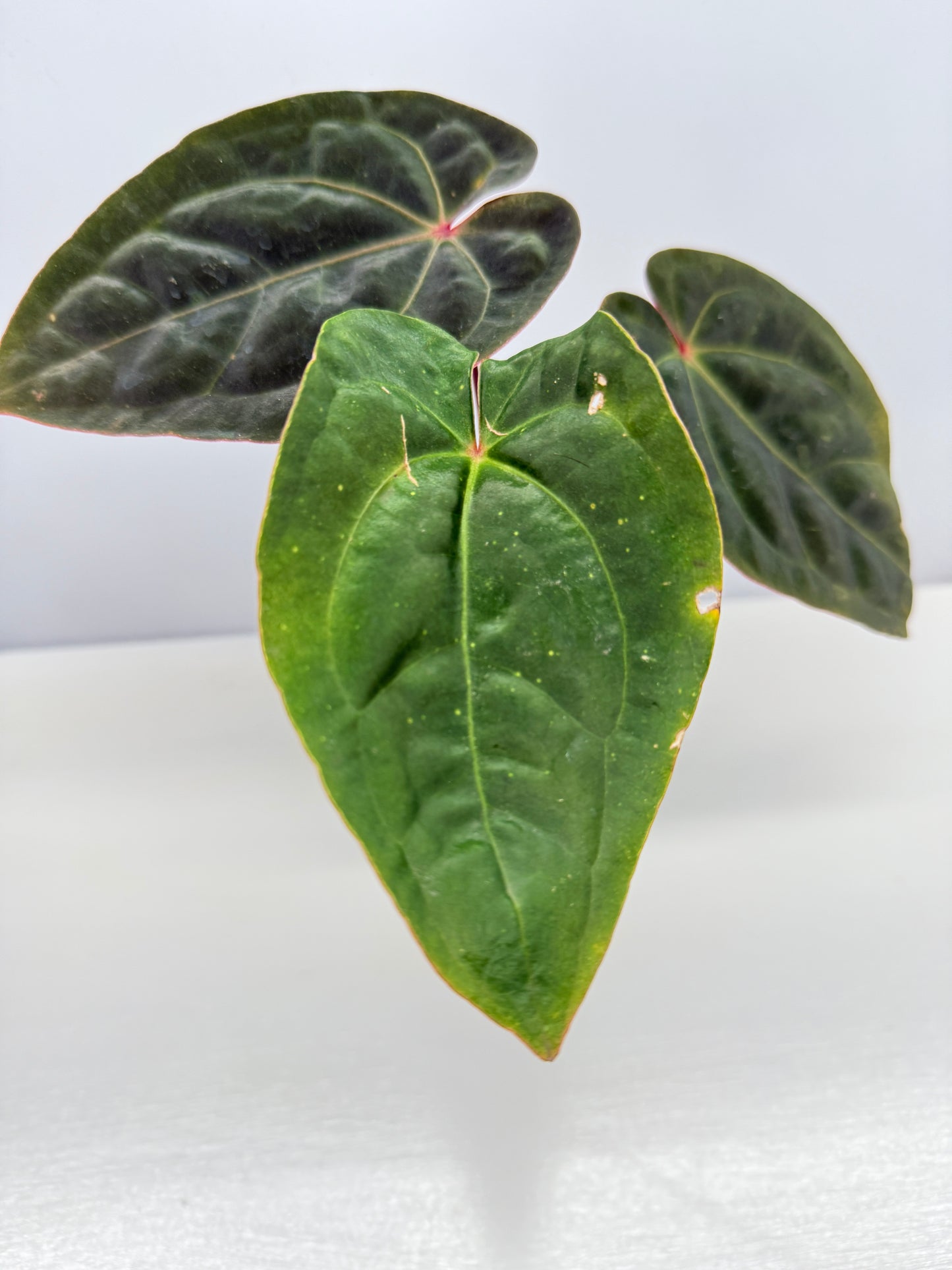 Anthurium hoffmannii Red Sinus aka Blood Moon - Rarely Offered B54