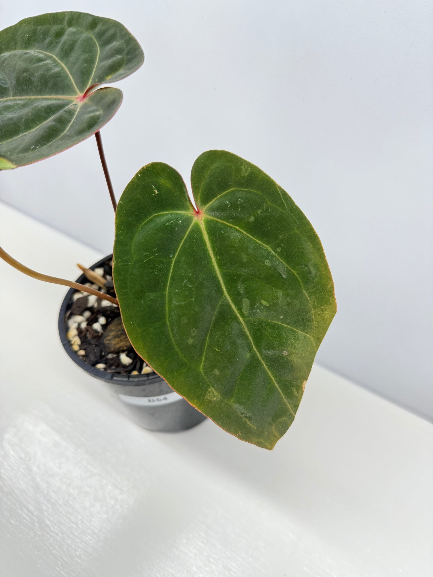 Anthurium hoffmannii Red Sinus aka Blood Moon - Rarely Offered B54