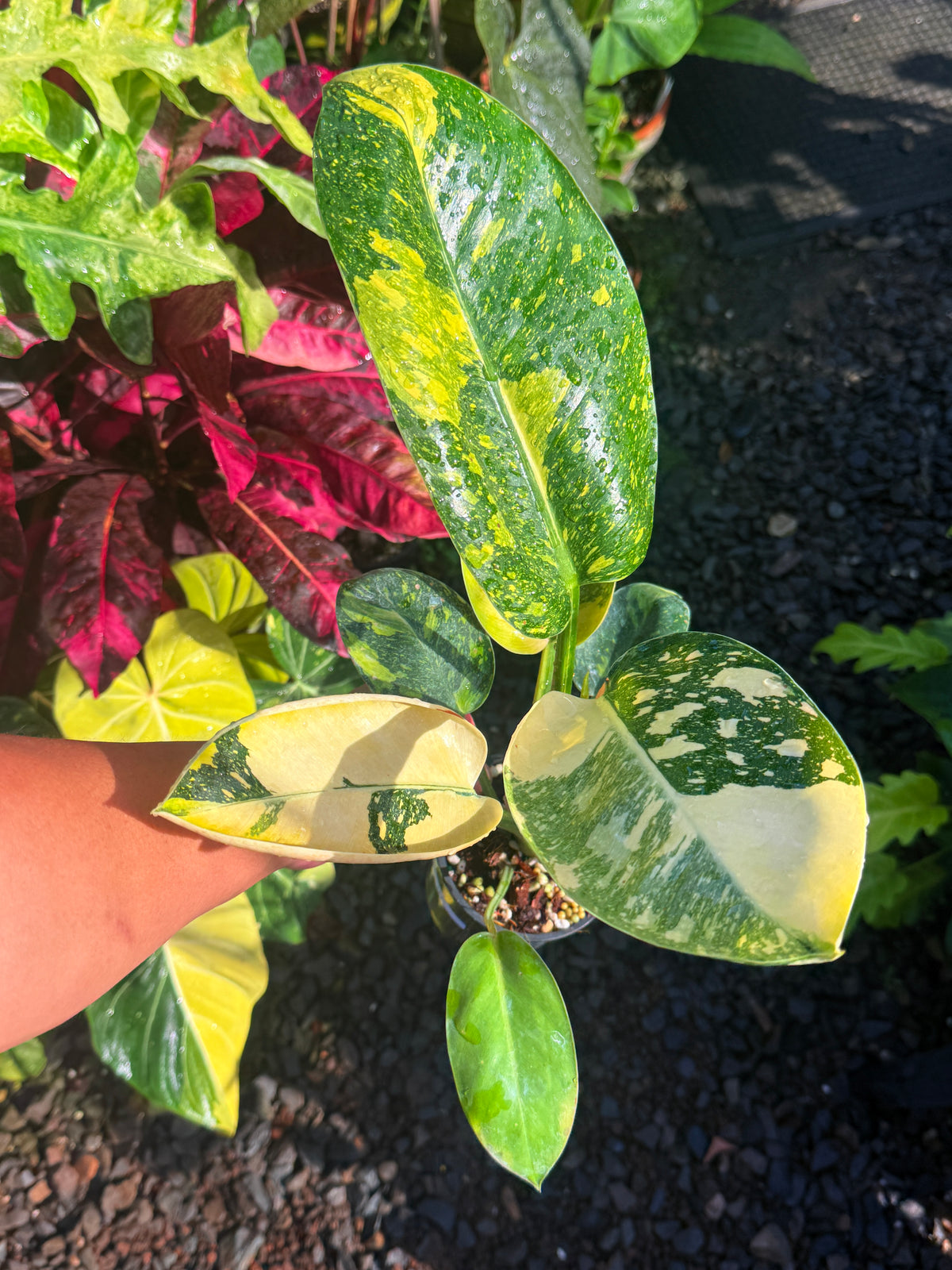 Philodendron Green Congo Nuclear U1