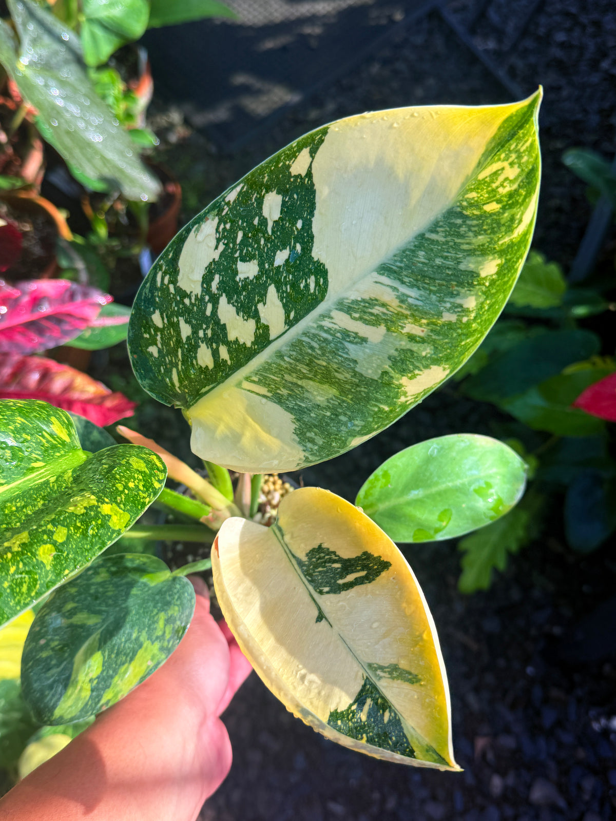 Philodendron Green Congo Nuclear U1