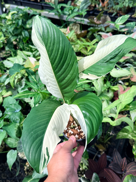 Spathiphyllum 'Variegated Peace Lily' N50
