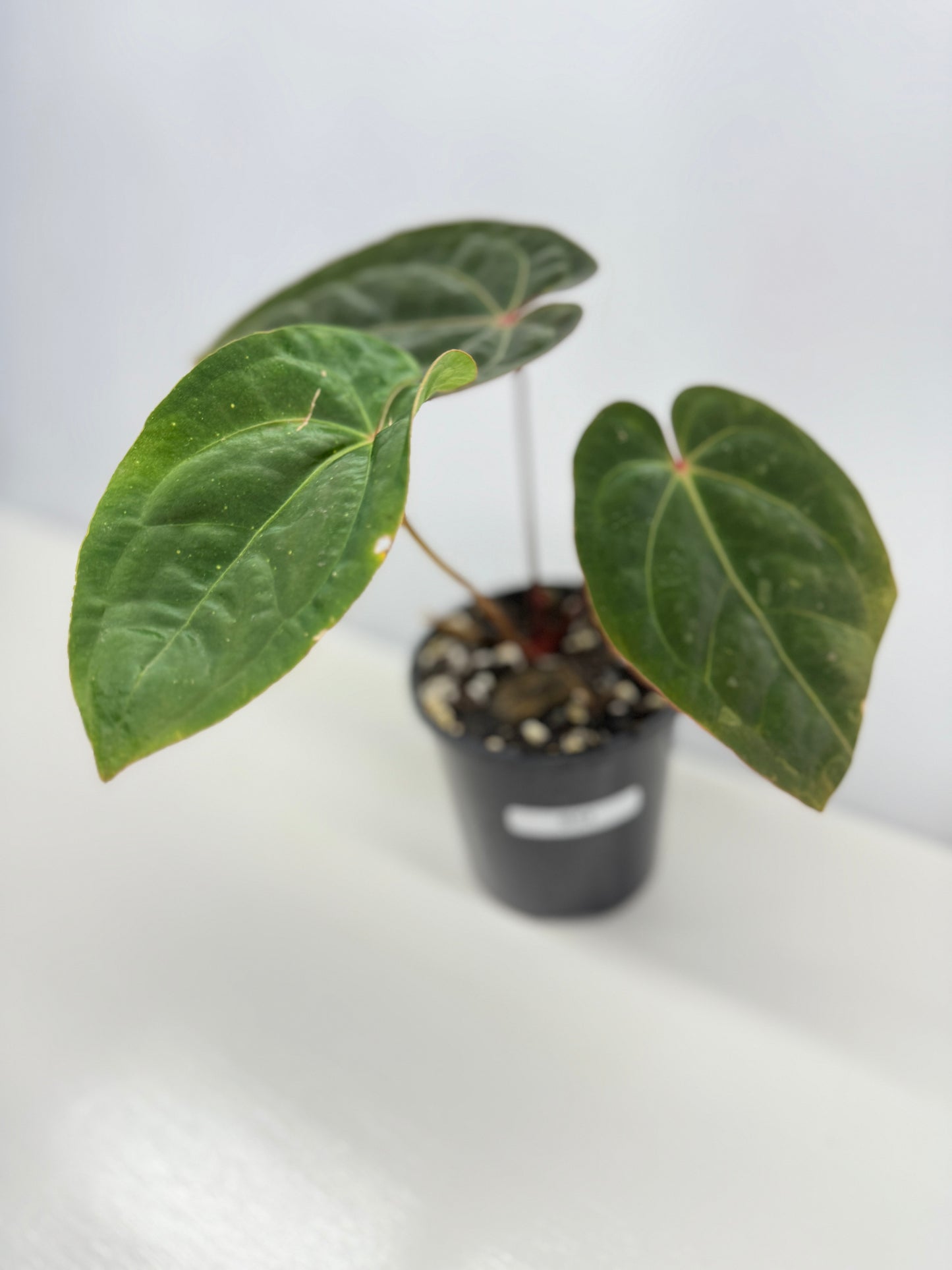 Anthurium hoffmannii Red Sinus aka Blood Moon - Rarely Offered B54