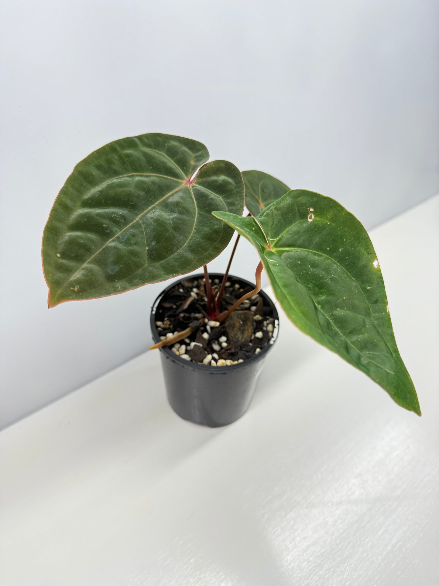 Anthurium hoffmannii Red Sinus aka Blood Moon - Rarely Offered B54