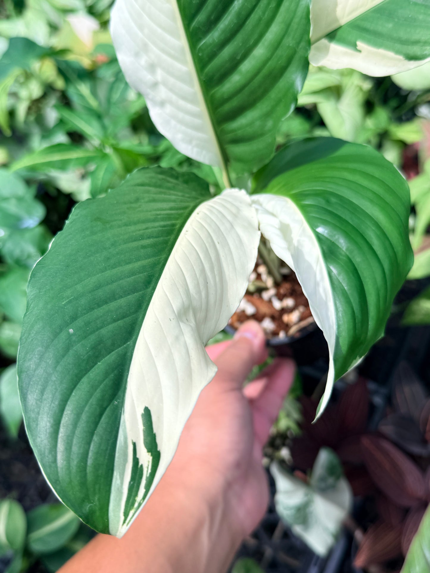 Spathiphyllum 'Variegated Peace Lily' N50