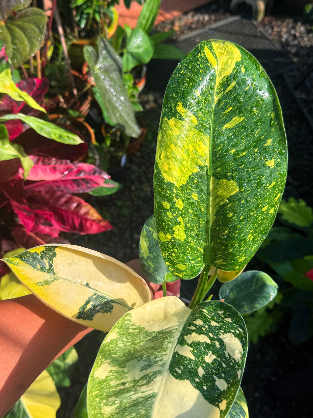 Philodendron Green Congo Nuclear U1