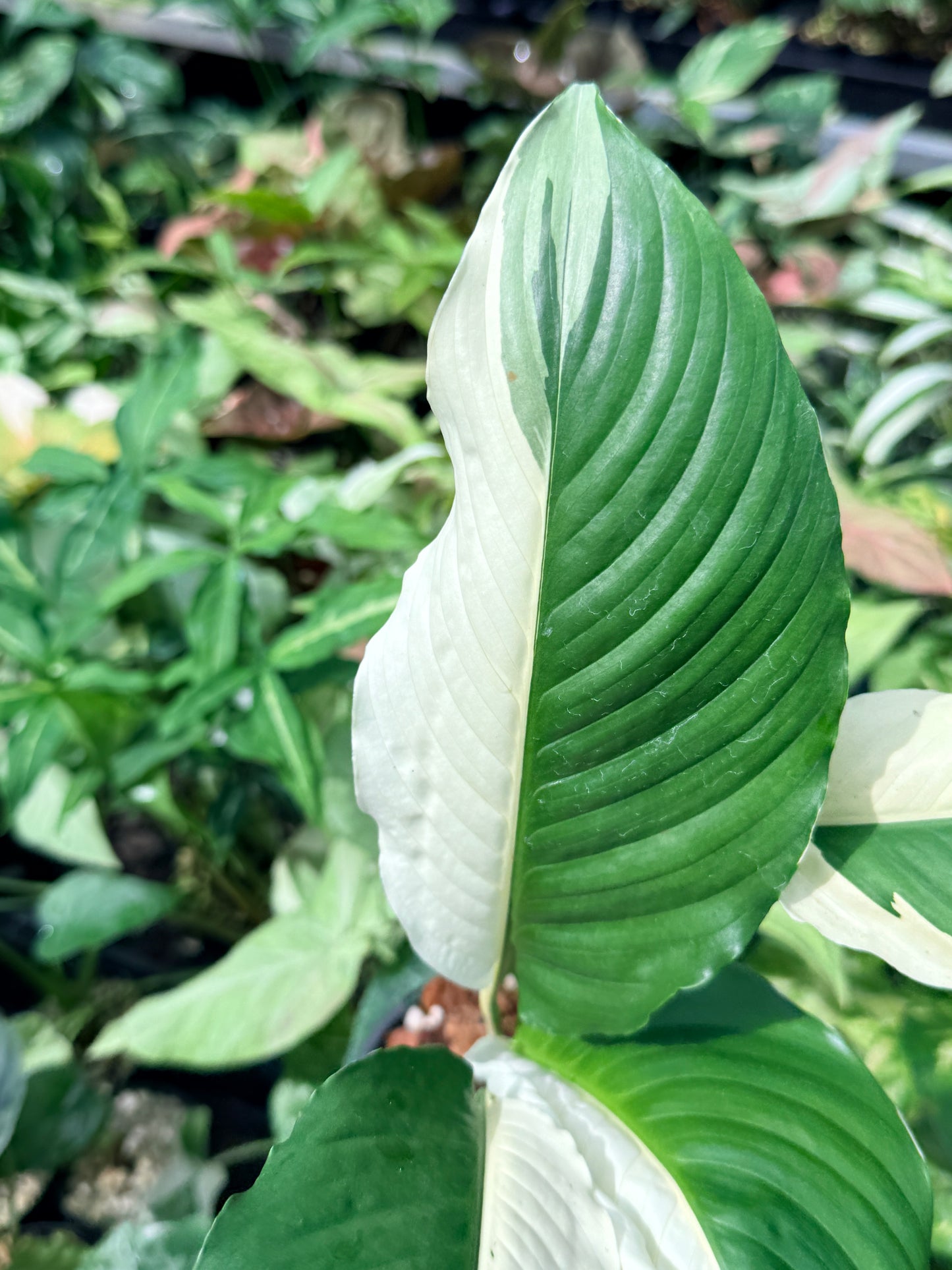 Spathiphyllum 'Variegated Peace Lily' N50