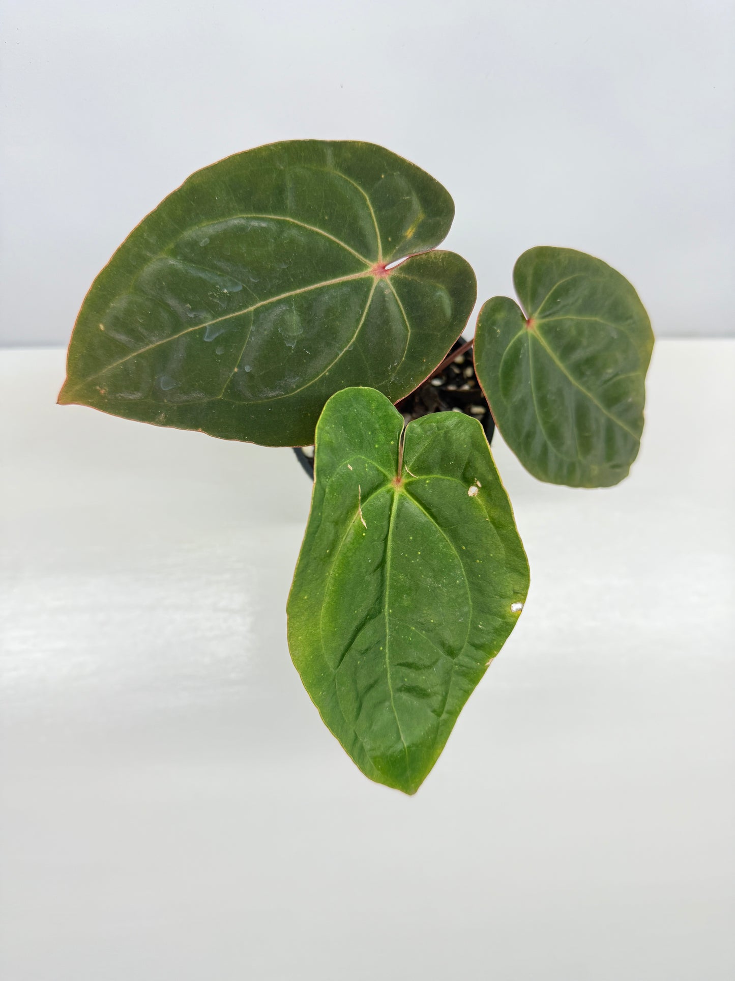 Anthurium hoffmannii Red Sinus aka Blood Moon - Rarely Offered B54