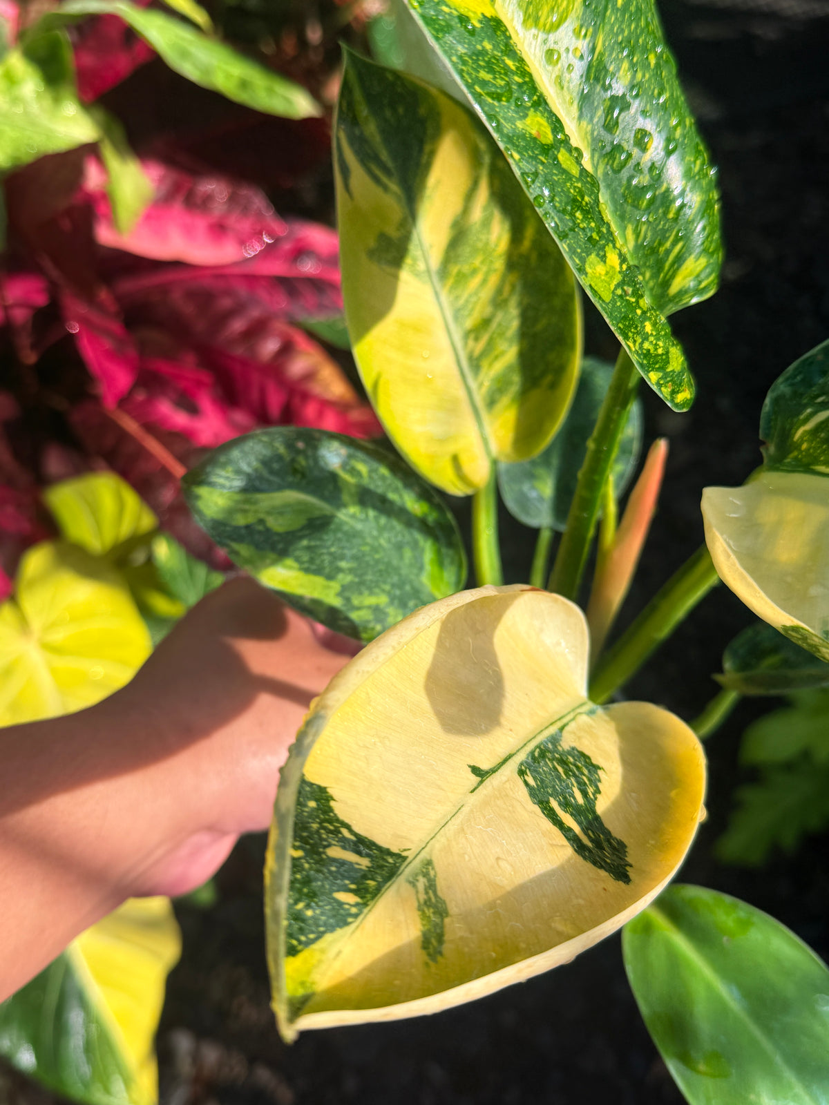 Philodendron Green Congo Nuclear U1